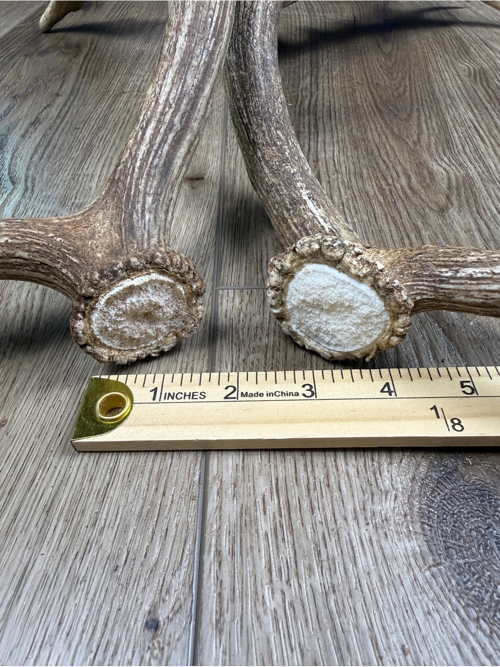 Authentic Naturally Shed Fallow Deer Antlers 1 Pair - Picture 9 of 10